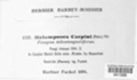 Melampsoridium carpini image